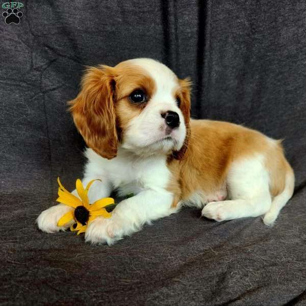 Mr Huckabuck, Cavalier King Charles Spaniel Puppy